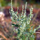 100 seeds red aztec spinach (chenopodium berlandieri) |