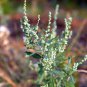 100 seeds red aztec spinach (chenopodium berlandieri) |
