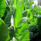 99 1000 seeds corojo tobacco wrapper leaf non-gmo nicotiana tabacum