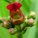 1000 eastern figwort late carpenters square scrophularia marilandica flower seed