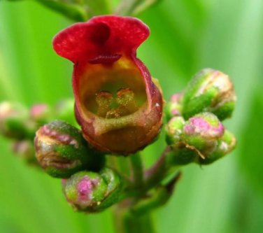 1000 eastern figwort late carpenters square scrophularia marilandica flower seed