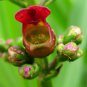 1000 eastern figwort late carpenters square scrophularia marilandica flower seed