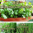 900 ** seller** bulk herbs seed 葱，香菜，芹菜 cilantro ,green onion,chinese celery