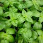 1/2 oz sweet basil seeds, genovese, bulk herb seed, heirloom non-gmo seed 8000ct