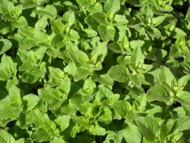 seeds 2021 oregano greek- herb seeds- 300