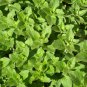 seeds 2021 oregano greek- herb seeds- 300
