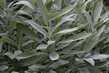 2021 seeds sage seeds- broad leaf- heirloom herb 50 $1.69 max /order