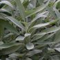 2021 seeds sage seeds- broad leaf- heirloom herb 50 $1.69 max /order