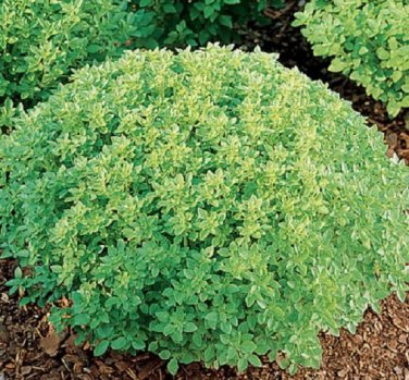 seeds mpb#11 basil dwarf greek herb 1,000