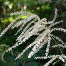 200 seeds goats beard (aruncus dioicus) | non-gmo perennial