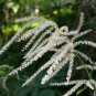200 seeds goats beard (aruncus dioicus) | non-gmo perennial