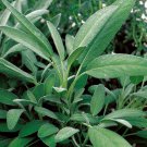 50 seeds sage broadleaf fresh harvest for gardens