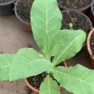1 live plant nicotiana tabacum ( tobacco ) in gallon nursery pot