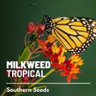 50 seeds milkweed, tropical - blood flower monarch butterfly friendly