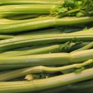 2021 seeds 500 celery seeds- golden pascal- heirloom $1.69 max /order