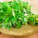 seeds fenugreek (200) / organic indian asian herb trigonella foenum-graecum