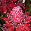 10 seeds red torch ginger {etlingera elatior} organic