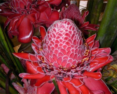 10 seeds red torch ginger {etlingera elatior} organic