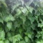 200 seeds green shiso authentic ohba ao japanese perilla frutescens var crispa