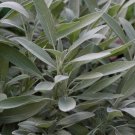 2018 seeds sage seeds- broad leaf- heirloom herb- 50 $1.69 max /order