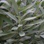 2018 seeds sage seeds- broad leaf- heirloom herb- 50 $1.69 max /order