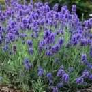 seeds 400 vera lavender english herb true perennial