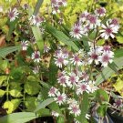 seeds 100 wild calico aster native perennial wildflower attracts bees