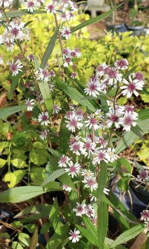 seeds 100 wild calico aster native perennial wildflower attracts bees