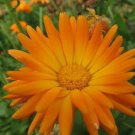50 seeds radio marigold english calendula officinalis orange yellow flower