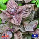 seeds 325 shiso herb (perilla) purple (red) - non-gmo heirloom btgo 75% off