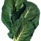1500 seeds morris heading collards collard green brassica oleracea vegetable