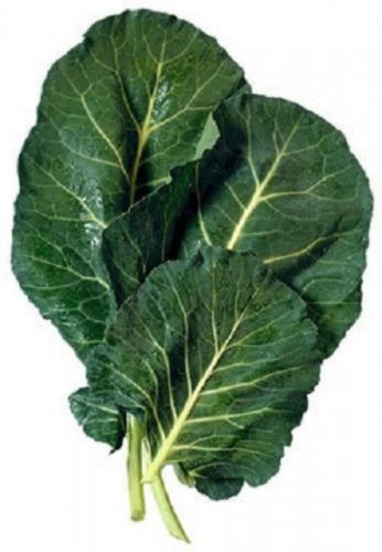 1500 seeds morris heading collards collard green brassica oleracea vegetable