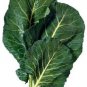 1500 seeds morris heading collards collard green brassica oleracea vegetable