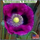 5,000 heirloom organic lauren's grape papavaer somniferum poppy seeds. non-gmo