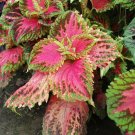 20 seeds ~ coleus kong * salmon pink shade lovers