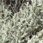 seeds artemisia tridentata unique shrub
