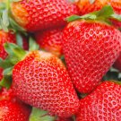 200 seeds pcs cream strawberry - hardy perennial herb, fall & spring planting