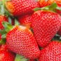 200 seeds pcs cream strawberry - hardy perennial herb, fall & spring planting