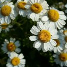 seeds feverfew 10,000 easy daisy like flowers medicinal migraines inflammation
