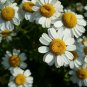 seeds feverfew 10,000 easy daisy like flowers medicinal migraines inflammation