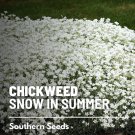 100 seeds snow in summer - chickweed perennial (cerastium biebersteinii)