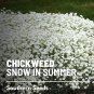 100 seeds snow in summer - chickweed perennial (cerastium biebersteinii)