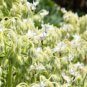 50 seeds white borage borago officinalis bianca herb flower