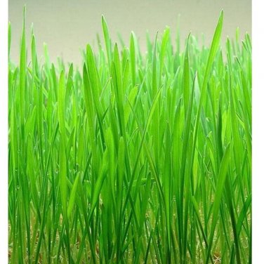 2300 seeds cat grass/ red wheat, over | heirloom - organic
