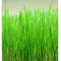 2300 seeds cat grass/ red wheat, over | heirloom - organic