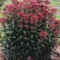 50 seeds mixed colors joe pye weed eupatorium maculatum flower