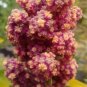 500 seeds chenopodium quinoa (quinoa) | non-gmo plant