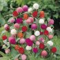 50 seeds globe amaranth mix gomphrena globosa mixed colors amaranthus flower