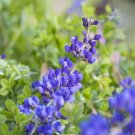 100 seeds blue false indigo (baptisia australis) non-gmo organic