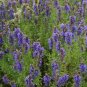 seeds 500 hyssop perennial fresh harvest for gardens